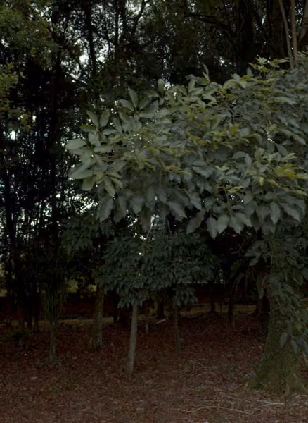 tree photo