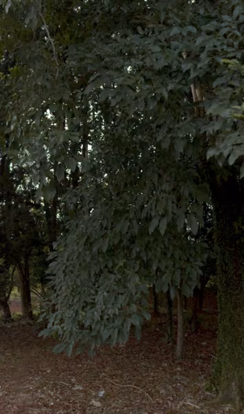 tree photo