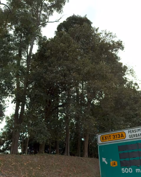 tree photo