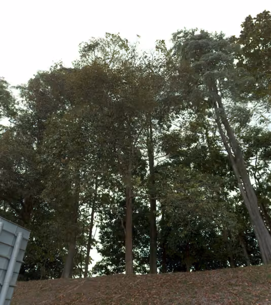 tree photo