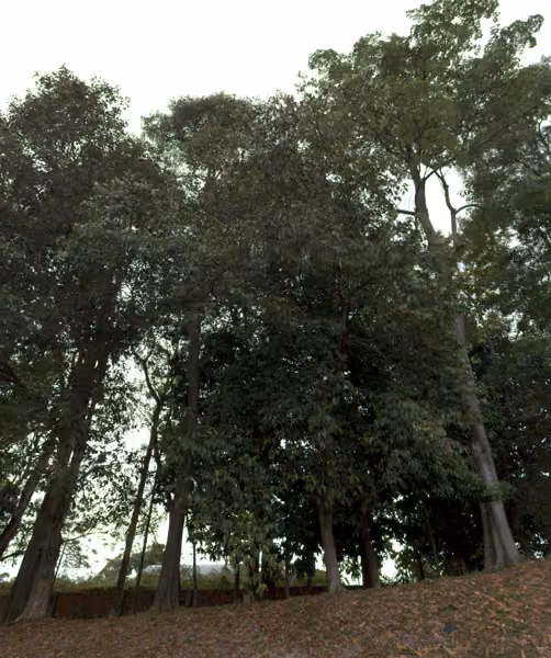 tree photo