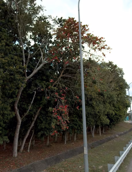 tree photo