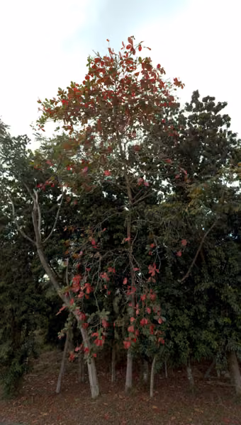 tree photo