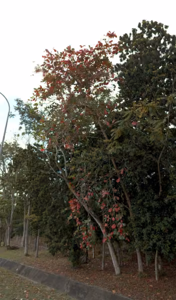 tree photo
