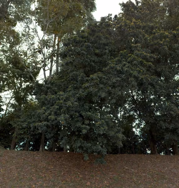 tree photo