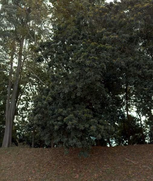 tree photo