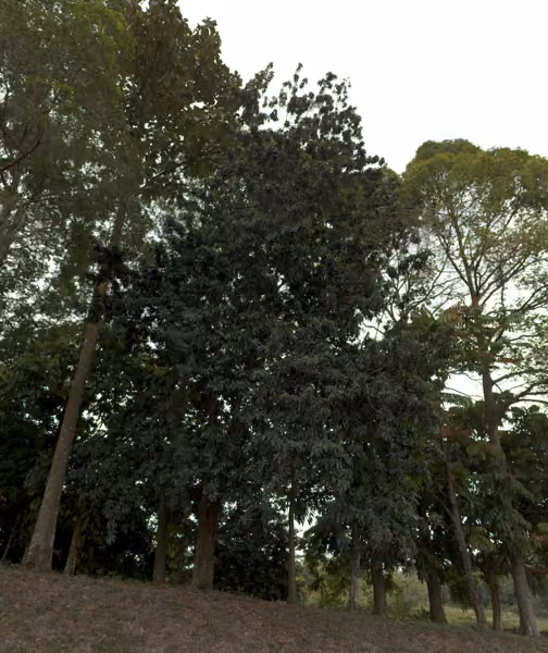 tree photo