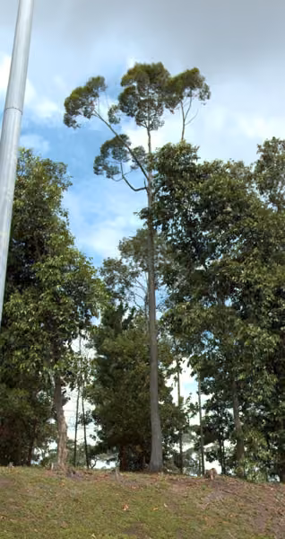 tree photo
