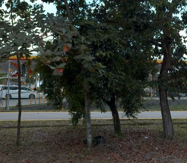 tree photo