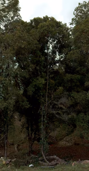 tree photo