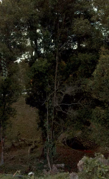 tree photo
