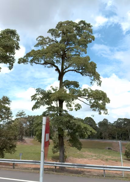 tree photo