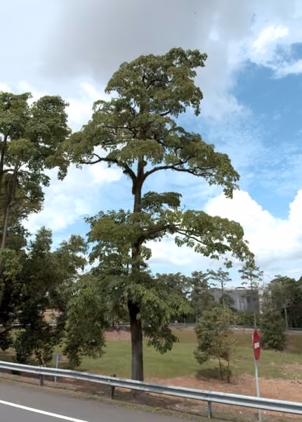 tree photo