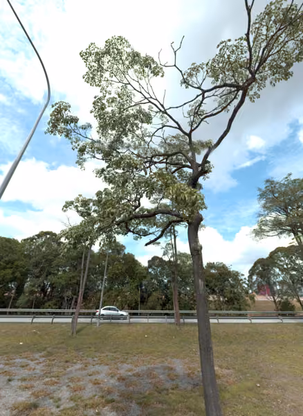 tree photo