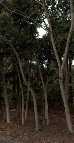 tree photo