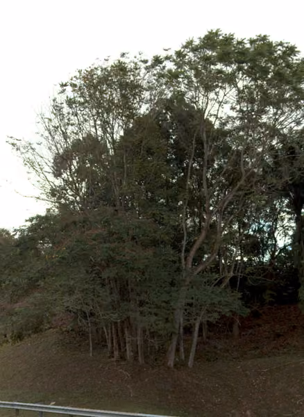 tree photo