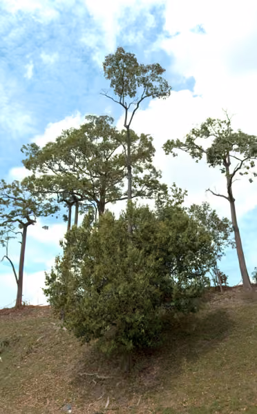 tree photo