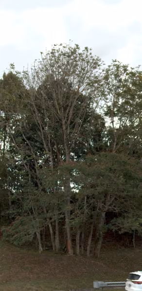 tree photo