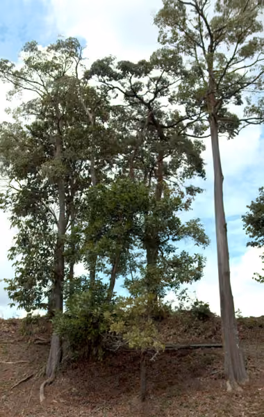 tree photo