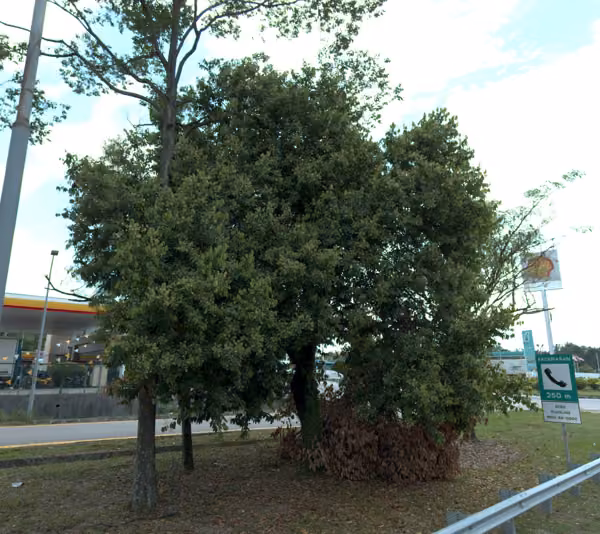 tree photo