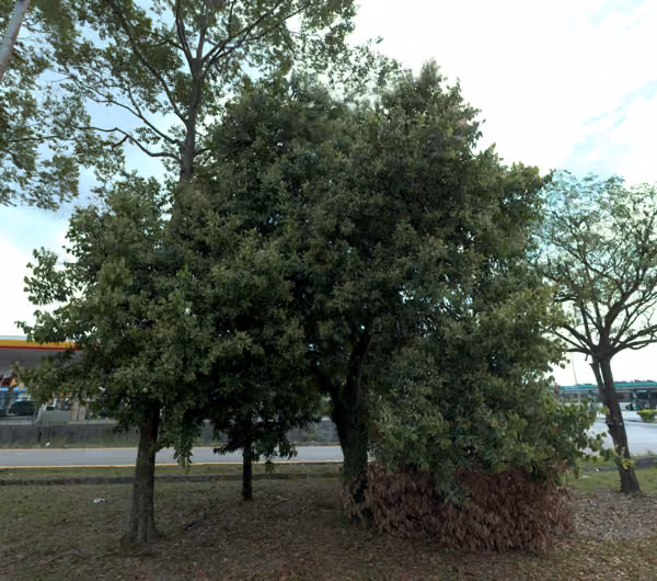 tree photo