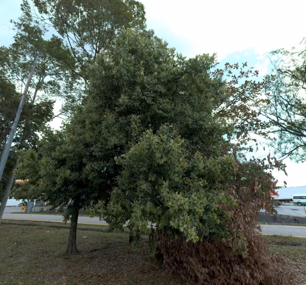 tree photo
