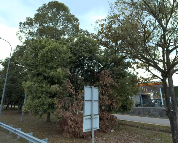 tree photo