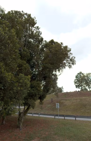 tree photo