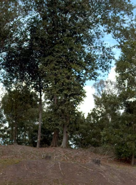 tree photo