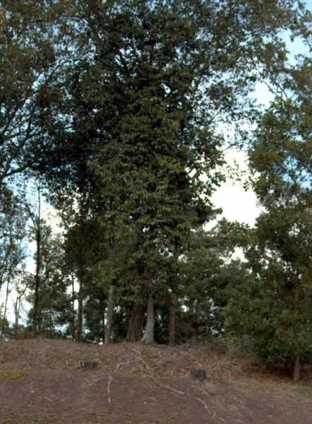 tree photo
