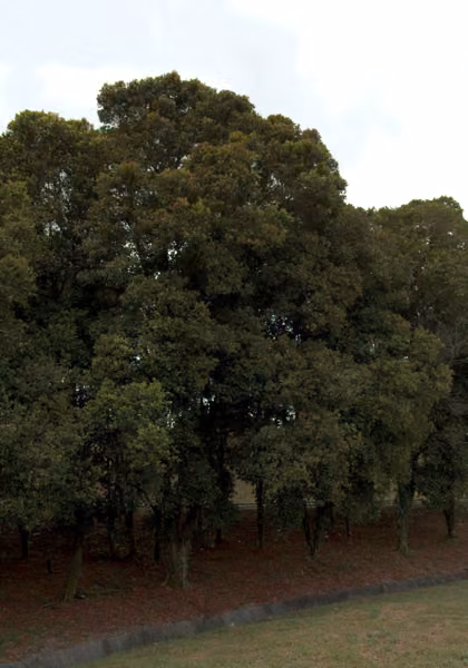 tree photo