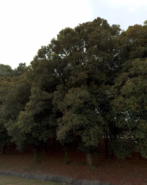 tree photo
