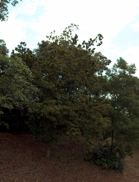 tree photo