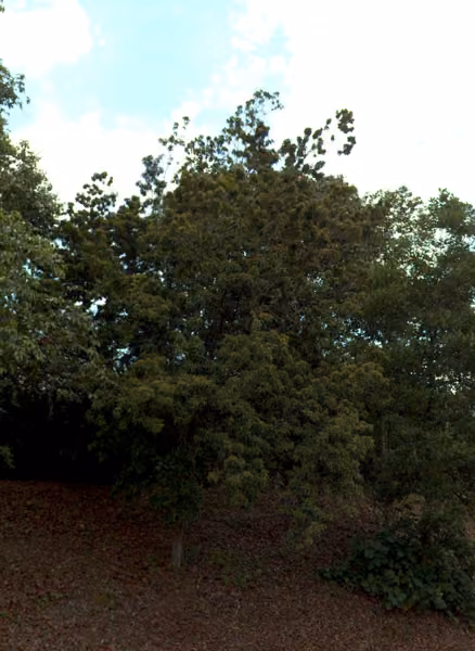 tree photo