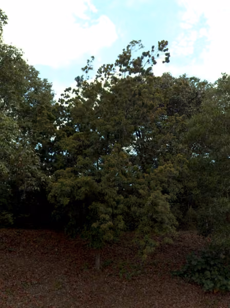 tree photo