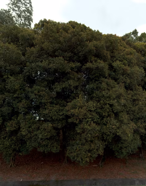 tree photo