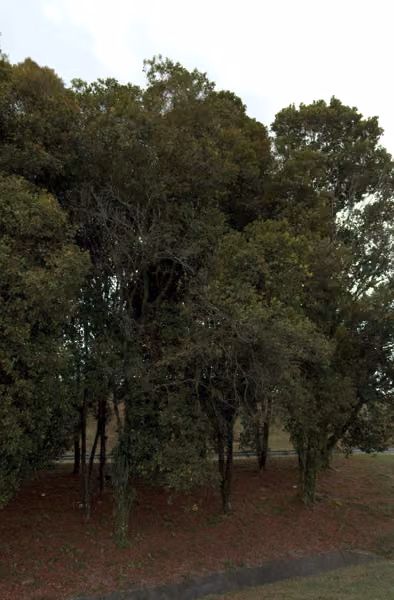 tree photo