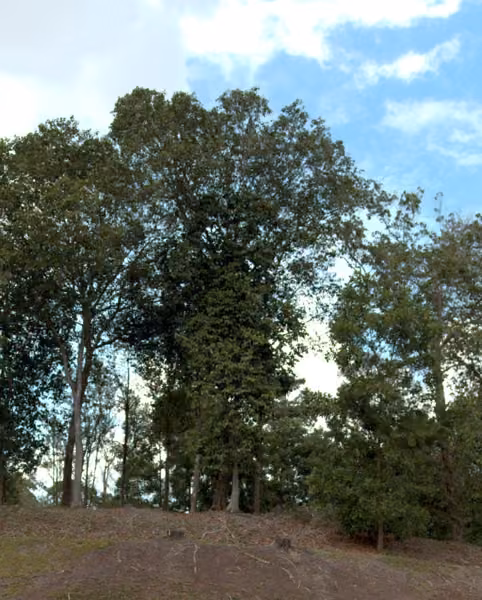tree photo
