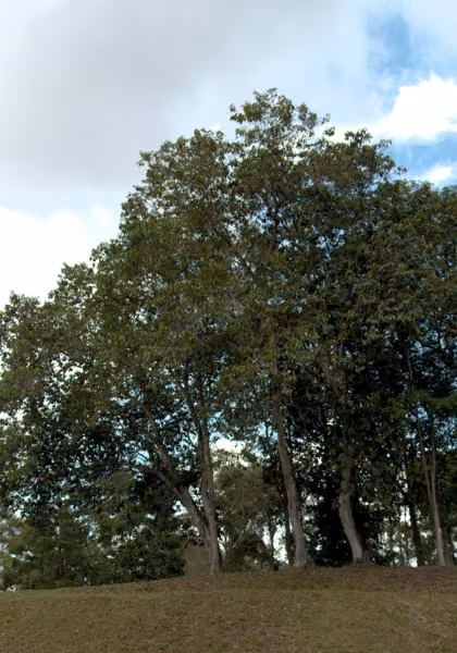 tree photo