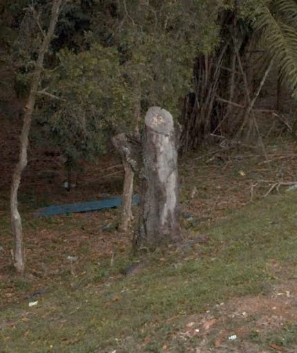 tree photo