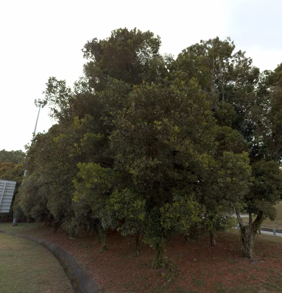 tree photo