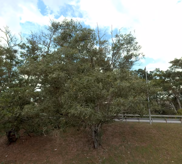 tree photo