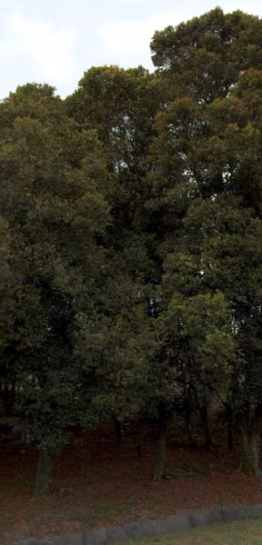 tree photo