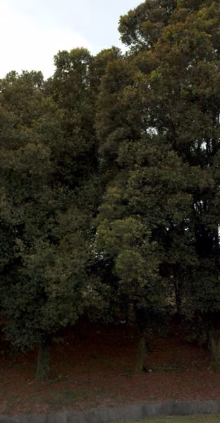 tree photo
