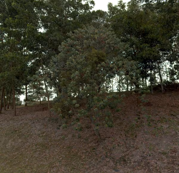 tree photo