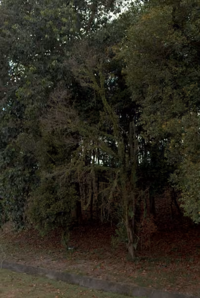 tree photo