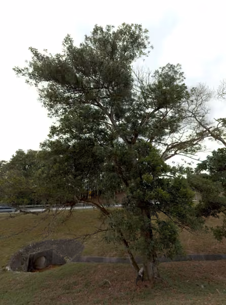 tree photo