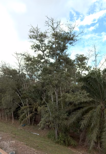 tree photo