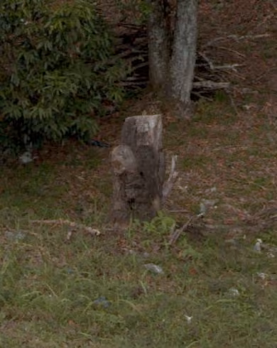 tree photo