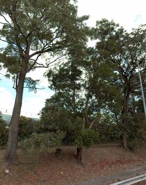 tree photo